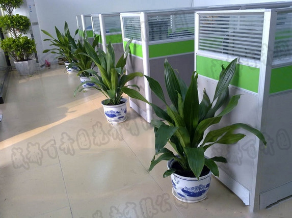 办公区植物租摆案例