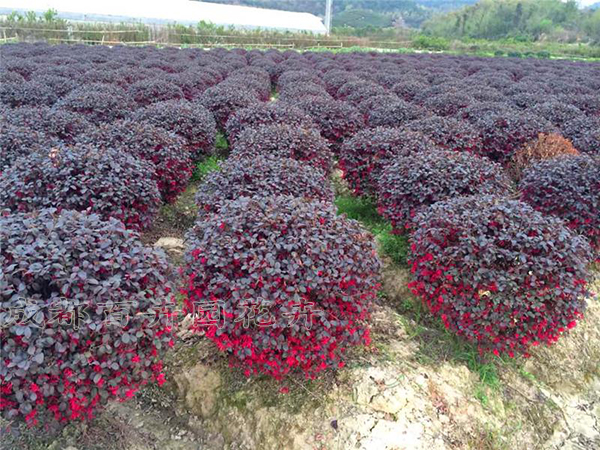 成都百卉园花卉租赁有限公司拥有庭院花园绿化植物种植基地,品种多