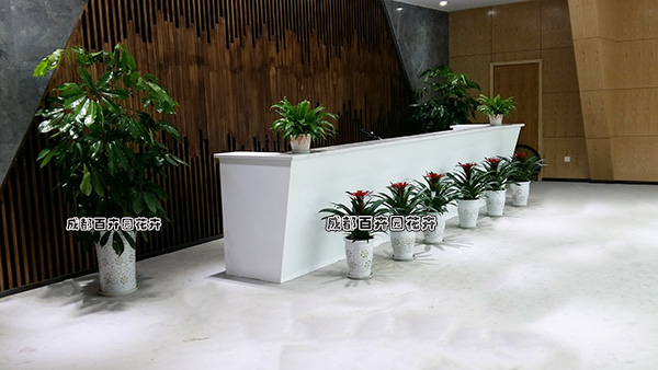 四川某文化艺术公司成都办公室前台花卉绿植租摆案例